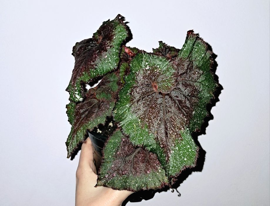 Бегония.             .