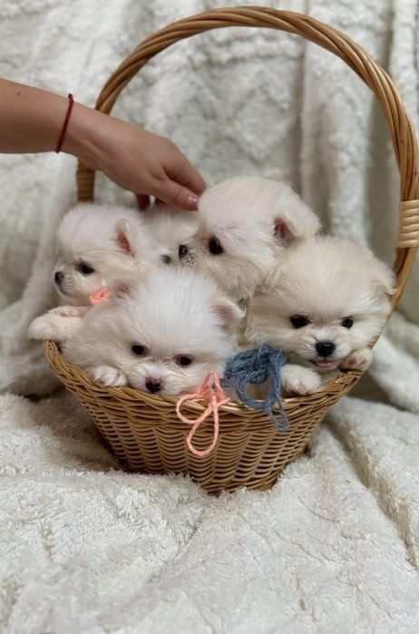 Продам красивых щенят