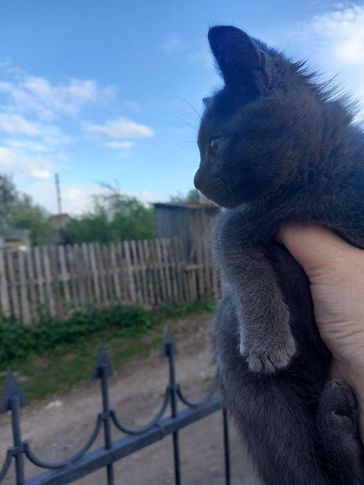Отдам котика. 2 м.