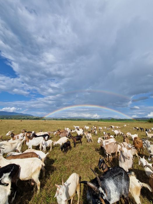 Capre metis anglo nubian de vânzare