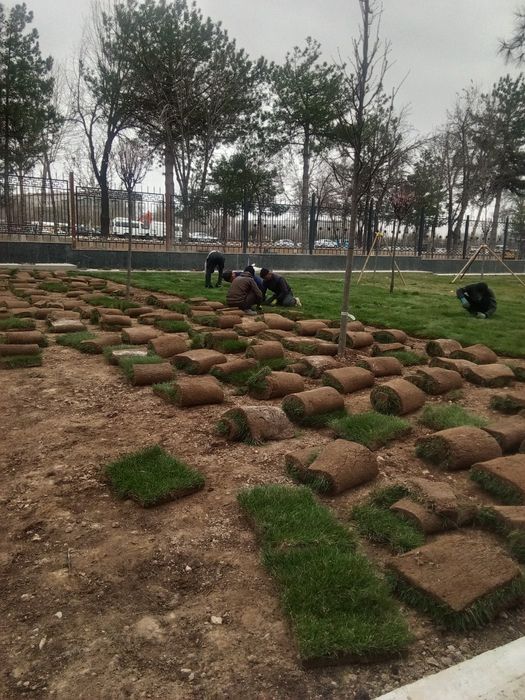 посадка газона в неограниченном количестве