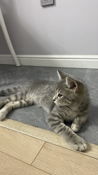 Котенок в хорошие руки