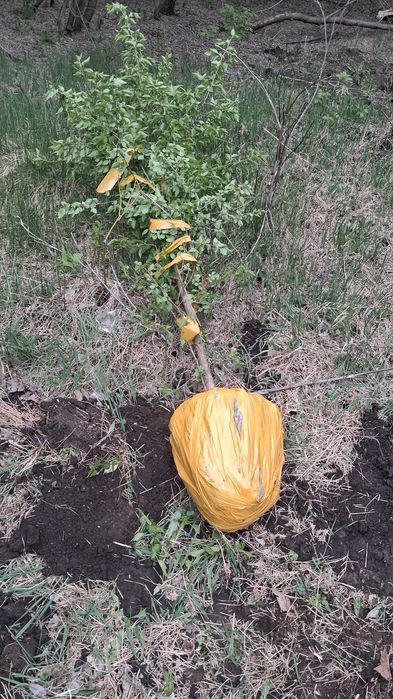 Саженцы с питомника