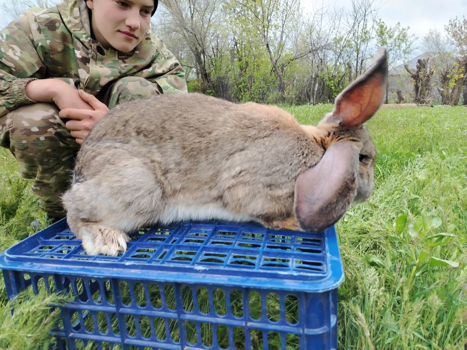 Продам крола  зд