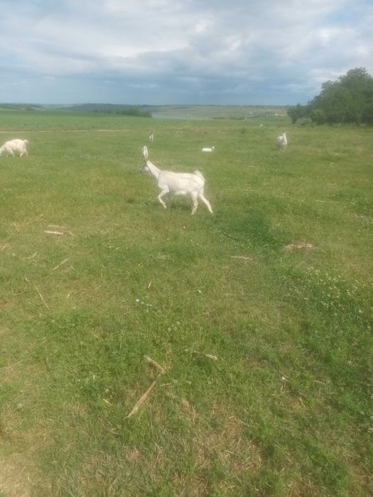 Vând  4 oi, 5 capre, 1 berbec și 5 iezi pret avantajos