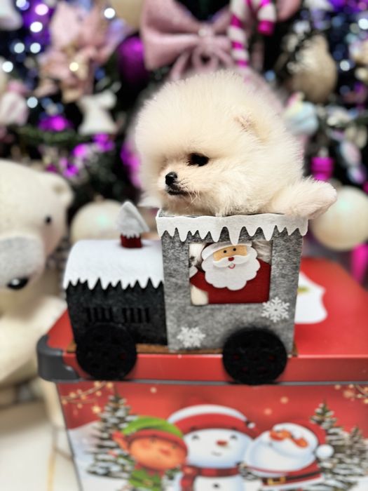 Pomeranian Bear Type