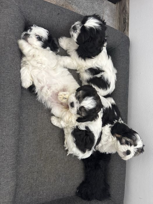 Ofer spre adoptie   pui Schitzu 9 saptamani!