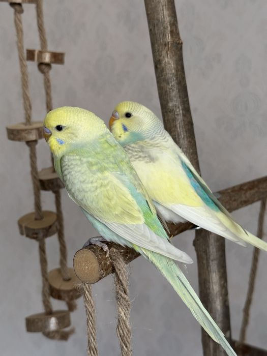 Ручные волнистые попугаи