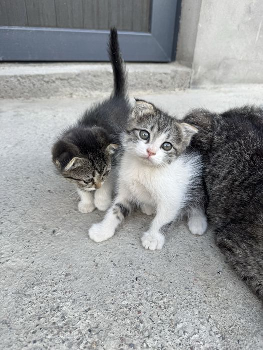 Мушук. Котята 2 месяц