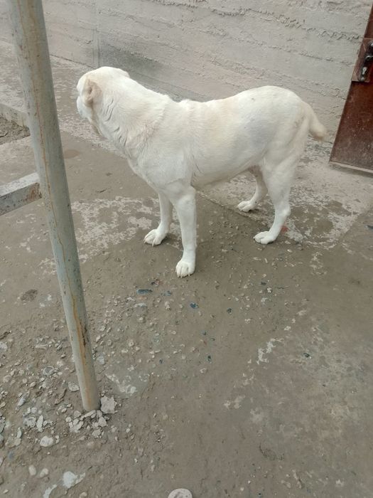 Toza alabay it 4 yosh