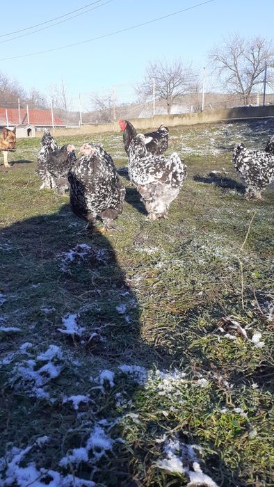Rațe albe mari și găini brahma