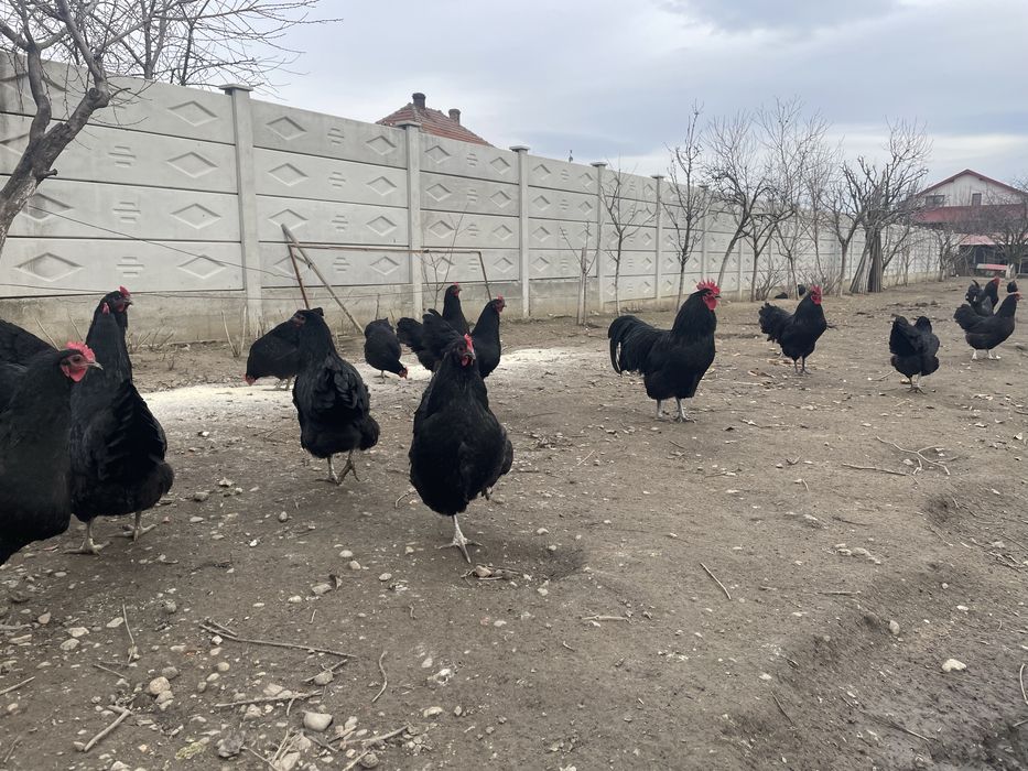 Vand oua de incubat Australorp