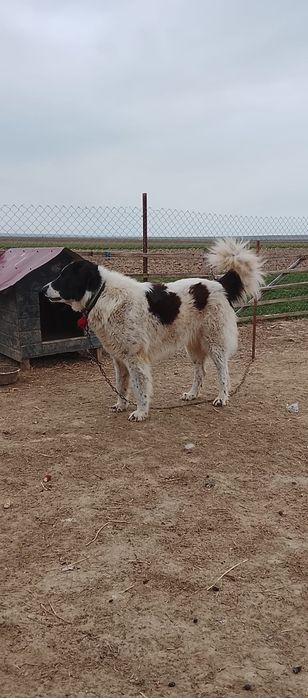 Vând un berbecuț și ²mele și un mascul