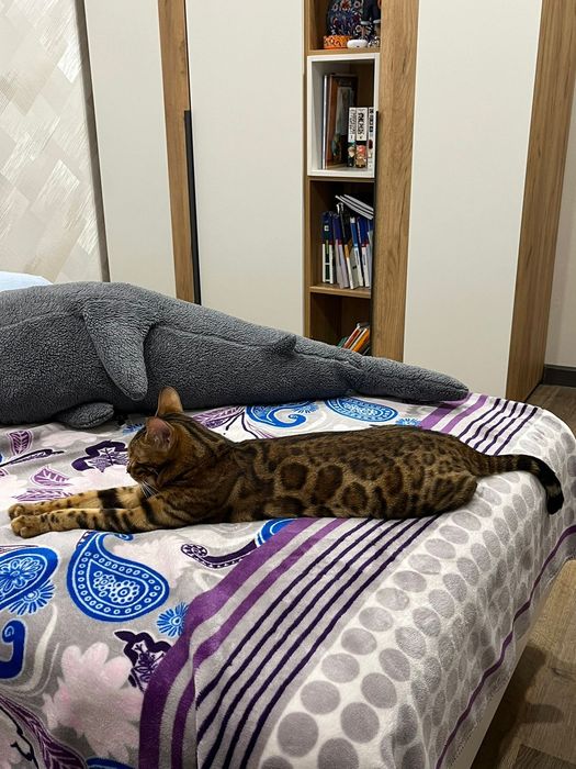 Продам красивую Бенгалку