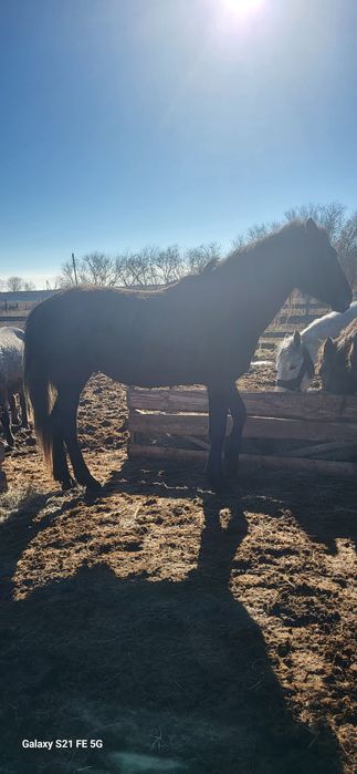 Лошади четыре кобылы