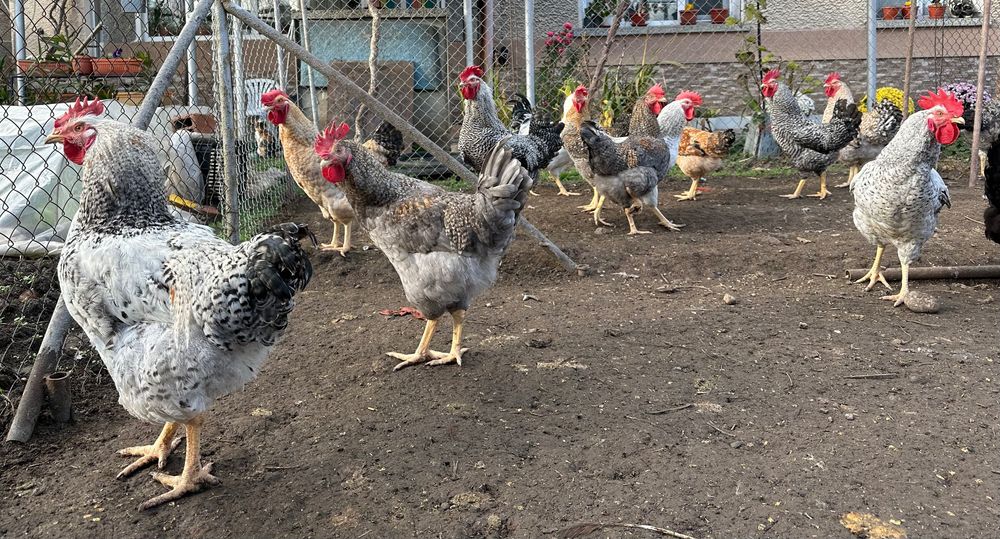 Продавам Селски петли