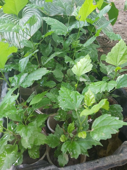 Гибискус травянистый