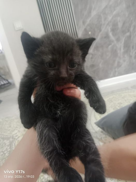 Котята мальчики от британки