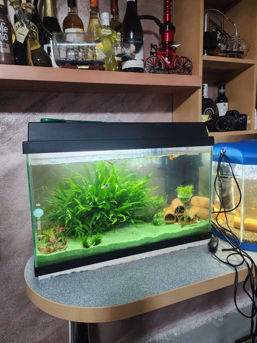Acvariu , juwel de 60 litri