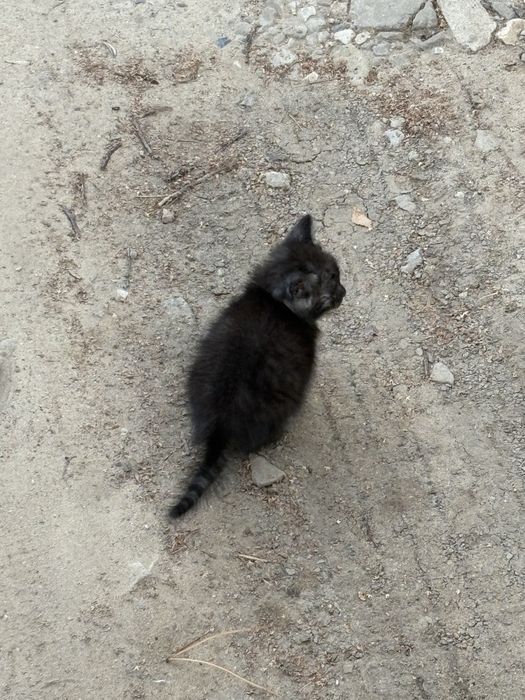 Отдам котёнка в добрые руки