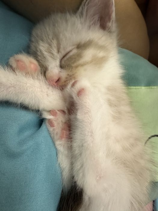 Продаётся котёнок