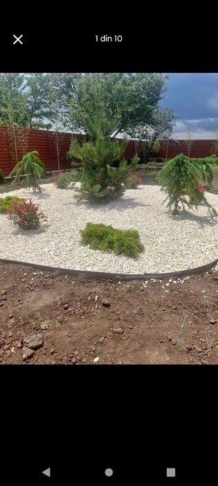 Platani leyladi mesteacăn tei catalpa