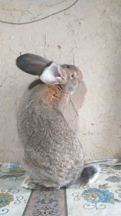 Кролик породы ФЛАНДР