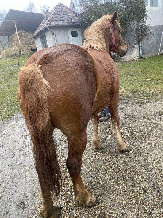 Vand iapa sarga de 3 ani