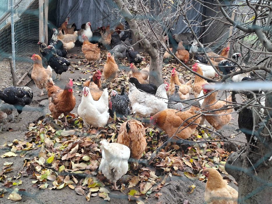 Gaini de curte de vanzare