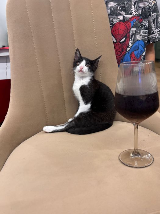 Отдам котенка, девочка, крысолов