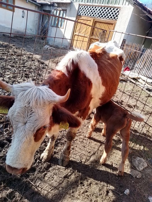 Vaci din rasa bălțata românească de vanzare