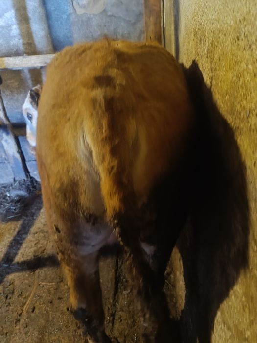 Продаю Бычкова телок