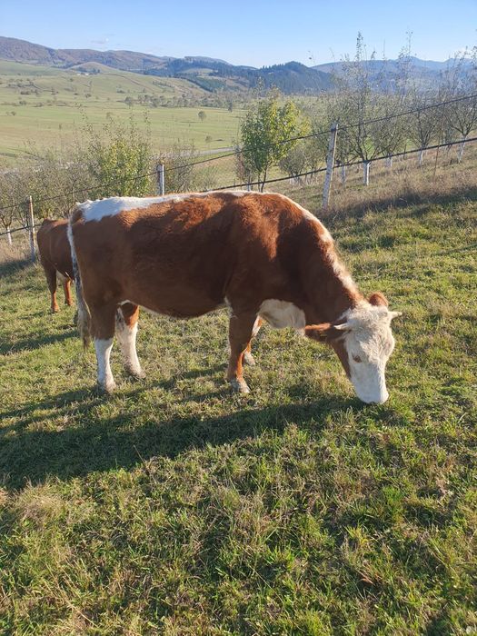 Branza de vacă 100% bio