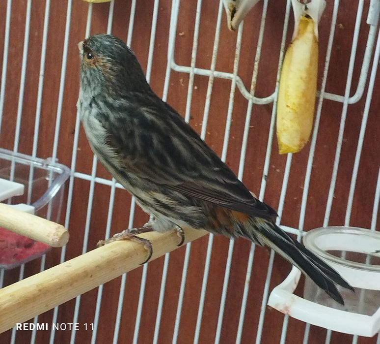 Канарейка. Нарла. 1 еш. Ярийй