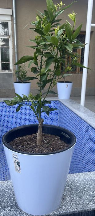 Продаются Цитрусовые деревья