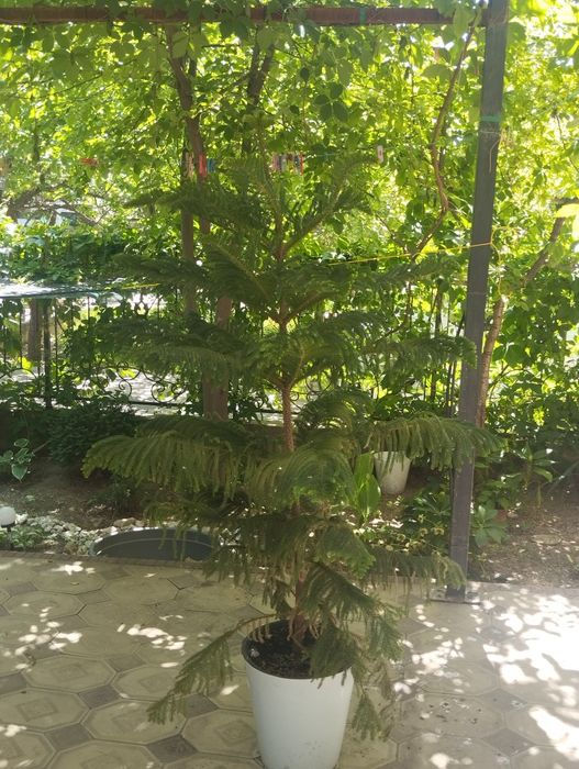 Арауакария комнотное растения