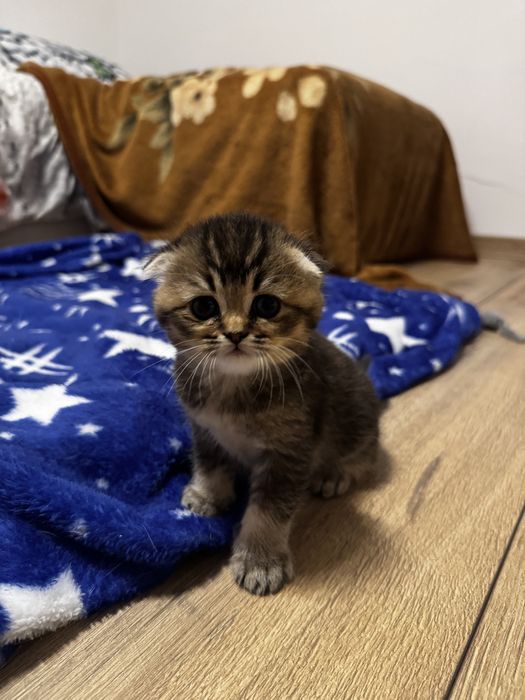 Pisica Scottish Fold