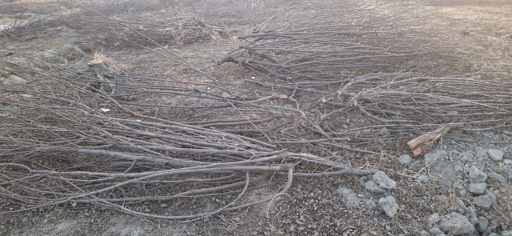 Daraxt o‘tin sotiladi,  kovlangan, kesilgan