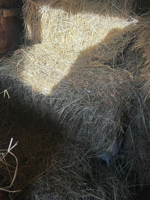 Продам штучно сено