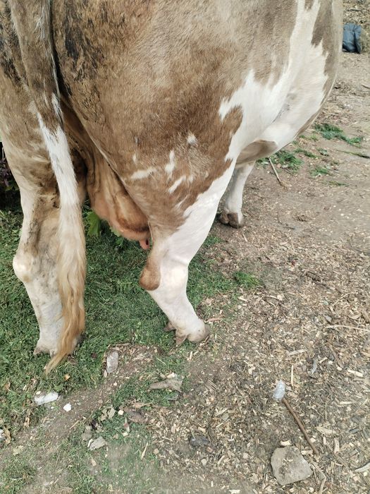 Vând vacă cu vițică de 3 luni.