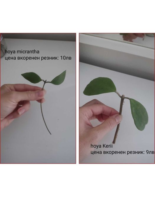 Растения хоя (различни видове)