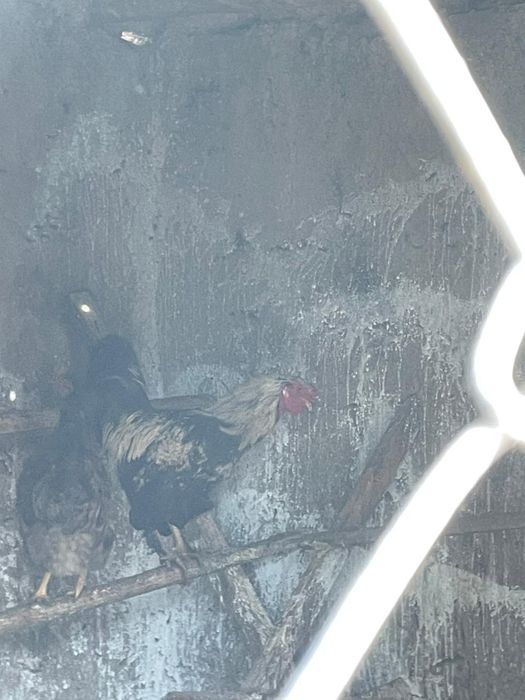 Мықты құраздар осы фото екеуі сатылады