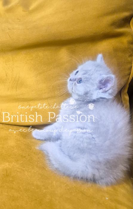 British Shorthair Lilac - femela cu Pedigree!