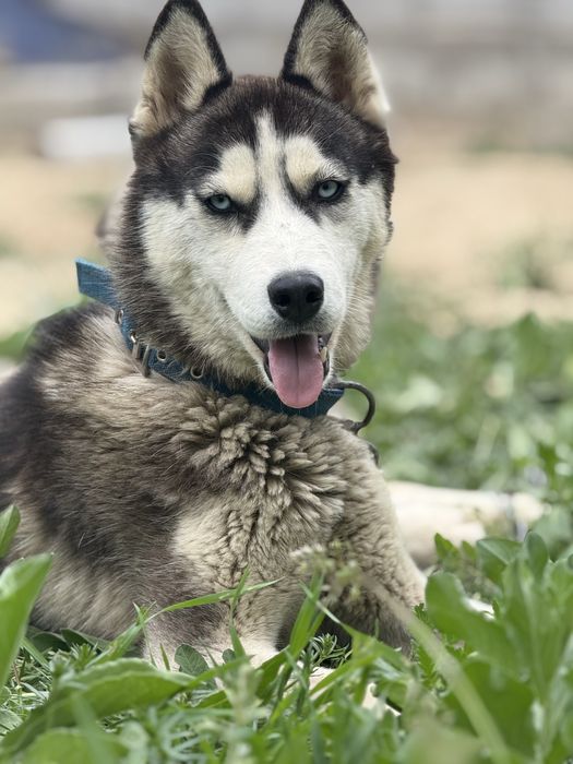 Хаски  1 жасар 50000