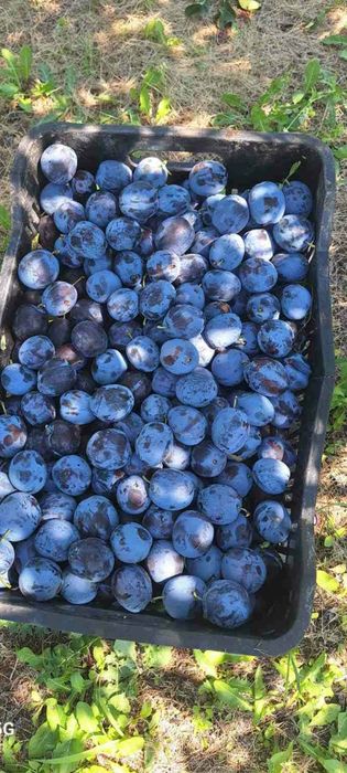 Vand prune pentru tuica din livada proprie