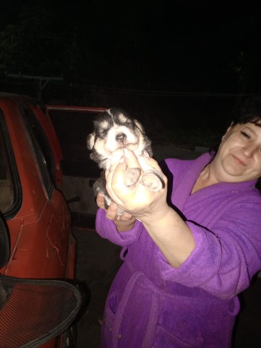 Щенки мальчики и девочки