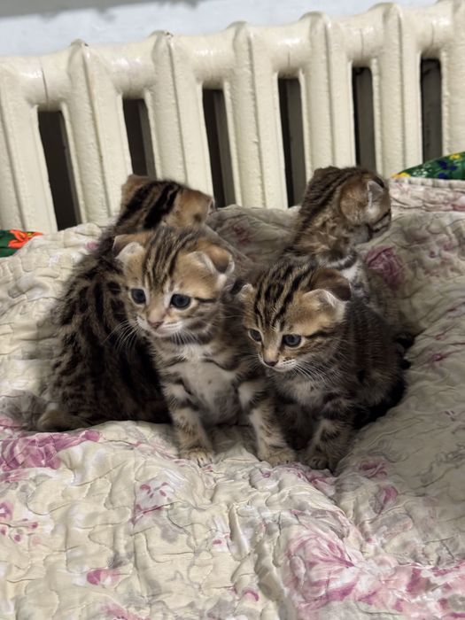 Бенгальская кошка