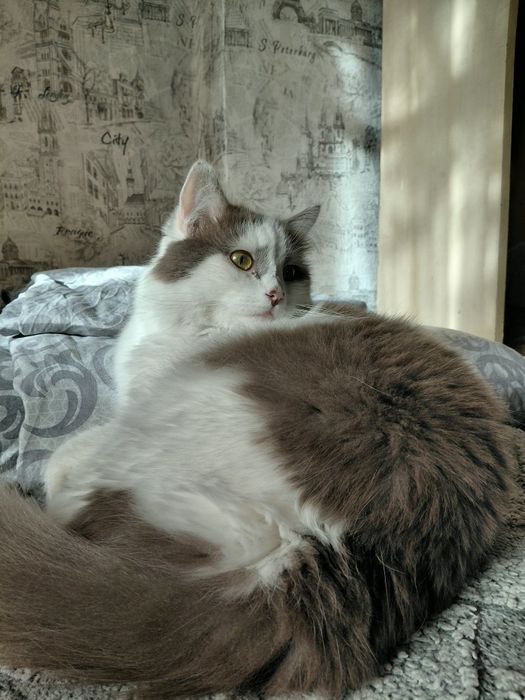 Отдам котика в добрые руки