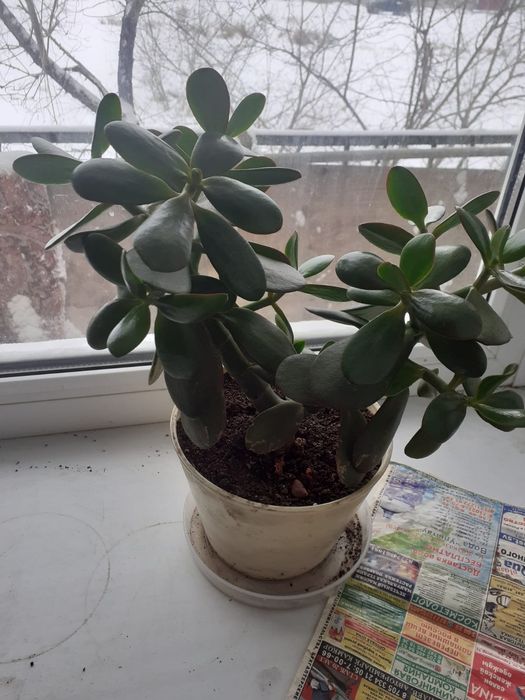 Комнатные растения