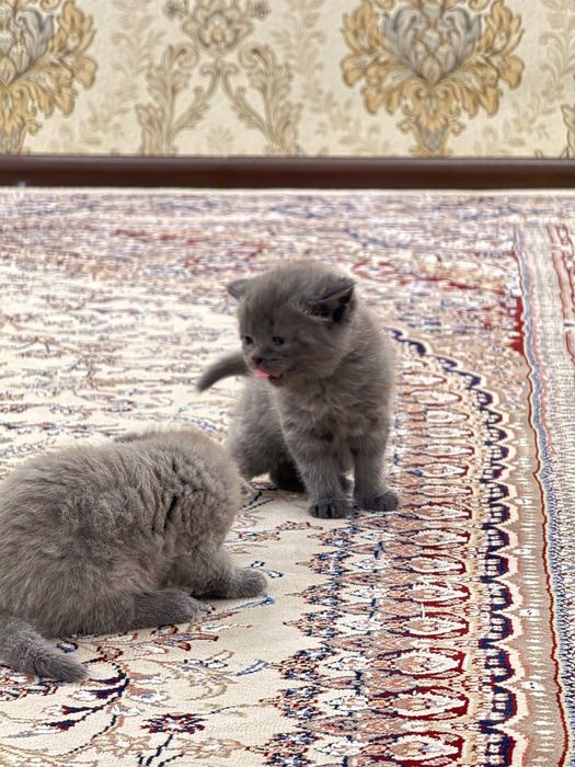 Продаются котята